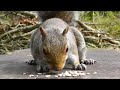 Videos & Movies for Cats to Watch Squirrels - Squirrel World