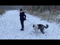 Old English sheepdog #bearinthesnow