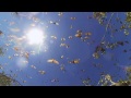 Fruit Bats in Broome