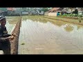 Aktivitas Di Kampung Ibu Ibu Terjun Ke Sawah