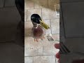 Duck eating from a fork