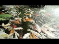 #carp#koi#nature#fish#flowers#garden#pond#water#zoo#hal#cá#fisk#ikan#iasc#fiskur#pez#pescare#fësch