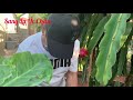 [Eng Sub] Cách trồng và thu hoạch thanh long ở Melbourne- Aus| How to grow dragon fruit in Melbourne