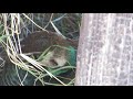 Peahen Nesting First Look