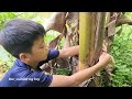 Wandering boy Bac caught a catfish weighing 11kg, Bac_wandering boy's fishing skills.