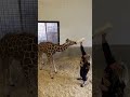 Bottle feeding a baby giraffe!