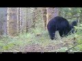 Bear vs Mirror