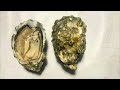 生蚝大揭秘：轻松五步，成为开蚝高手 ，怎样开生蚝|Mastering the Art of Oyster Shucking: A Step-by-Step Guide