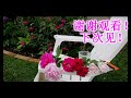 扦插 月季 最简单的方法，不用配土、不用生根粉、省事省心。Easiest way to grow the rose from cuttings.