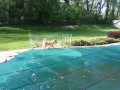 Simba on the pool cover and in the garden