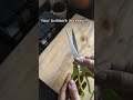 Sharpen scissors in just 1 minute #viral #youtubeshorts #hack #home #food #shortsfeed #daily