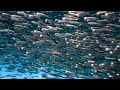 ANCHOVIES SWIMMING