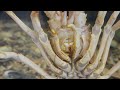 Up close and personal with the rock lobster's facial appendages