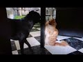 Mi perro y mi gato se pelean de una manera diferente