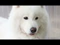 Living with a Samoyed in an Apartment - Tips and Tricks for Success