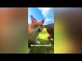 Funny Animals 2024 😺🐶 - New Funniest Cats and Dogs Video