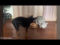 Totally normal cat behaviour 🐱Funny Dogs and Cats Video
