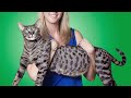 The BIGGEST CAT BREEDS In The World