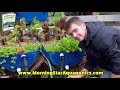 🌿 17 Benefits of Aquaponics - SHOULD YOU BUILD A SYSTEM? 🌿