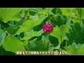 2024年6月16日 塩見坂平和公園 大賀ハスとスイレン　Oga lotus and water lilies beginning to bloom