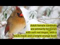 Coloration of Northern Cardinals