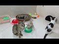 Funniest Cats And Dogs Videos 2024🤣New Funny Animals videos 🐾🐶