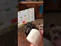 Lucy can catch, Manny…. Not so much. Pit bulls and marshmallows (slow mo)