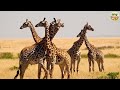 Wild Animal Sounds: Buffalo, Ostrich, Vurtle, Gecko, Hyena, Penguin - Animals sound