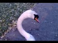 Cute Young Girl Persued by Canadians with bad munchies.  Fowl Play in the outskirts of London, UK