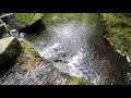 Rainforest meditation with visuals, birds chirping (FULL HD)