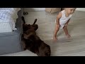 Hilarious Reaction! Cute Baby Can't Believe His Dog Refuses to...