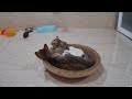 Cute Baby Animals Videos Compilation | Funny and Cute Moment of the Animals #01- Cutest Animals 2024
