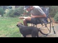 Chocolate Lab pup is confused by whistling