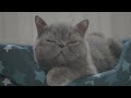 4 Hours of Sleepy Cats with Rain & Thunder Sounds | Relaxation Video | Play and Chill 🐈 ⛈️
