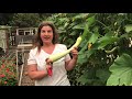 Growing Trombetta Climbing Summer Squash