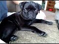 Bella Pug Watching Pugs on YouTube