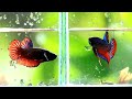 8 Signs To Know Age Of Betta Fish | Your Betta Fish Old Or Young?