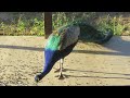 Peacock Hoots