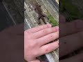 The biggest Green Anole I’ve ever seen! (Must Watch)