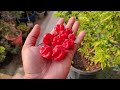 Grow World's Hottest Pepper in Pots | SEED TO HARVEST