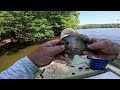 COPPER NOSE BLUEGILL BONANZA! How to Catch your Limit using Red Worms.