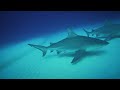 Dive into Danger: Sharks Exposed | Full Wildlife Documentary