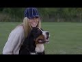 Training Tips for Bernese Mountain Dogs