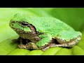 Experience the Magic of Colorful Frogs in This Stunning 4K UHD Video with Relaxing Music