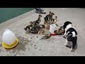 Funniest Animals 🤣 The group of ducklings and the dog