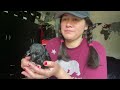 BABY Pet CROW Gets a Bath For the FIRST TIME!
