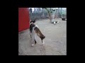 😻😹 Best Cats and Dogs Videos 🐈🐶 Funny Animal Moments #16