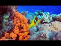 Colors Of The Ocean 8K Video ULTRA HD - The best sea animals for relaxing and soothing music #27