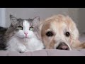 Dog & Cat Moments That Will Melt Your Heart❤️#dogandcats #adorablepets #relaxingmusic #petmusic
