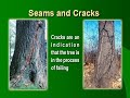 Tree Risk Assessment | Peter Gerstenberger | Tree Care Basics | The Tree Care Industry Association